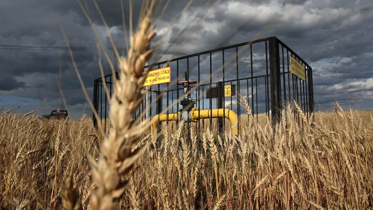 A Gazprom pipe in a wheat field in Domodedovo, outside Moscow, Russia, 20 July 2023. EPA-EFE/MAXIM SHIPENKOV