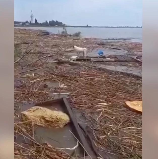 Пса из Херсонской области Течением принесло почти до Одессы, где его увидели и спасли местные. Фото: скрин <a href="https://t.me/OdessaDumskayaNet">видео</a>