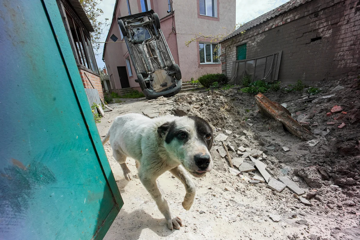 Собака проходит мимо воронки от снаряда на окраине Харькова, Украина, 11 мая 2022 года. Фото: Sergey Kozlov / EPA