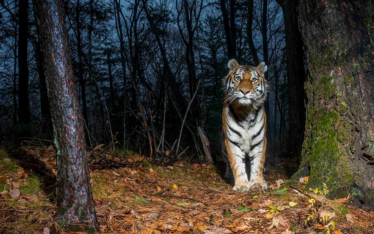Adult tigress. Khabarovsk region. October 2022. Photo by Sascha Fonseca