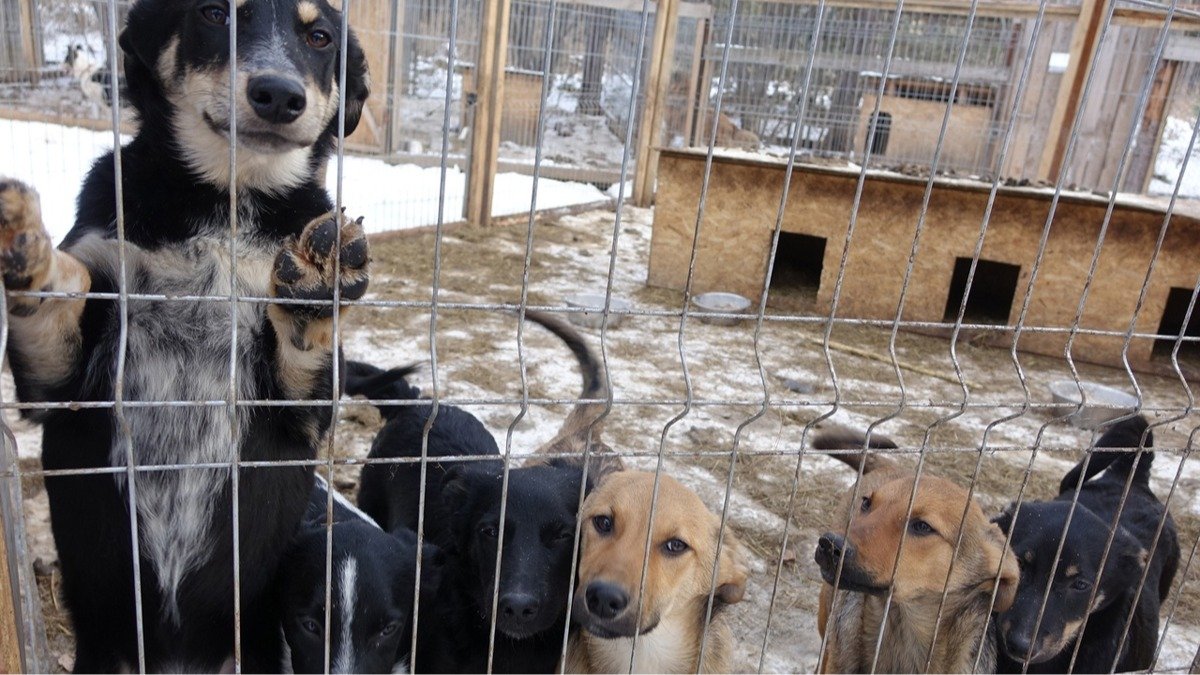 Собачья смерть