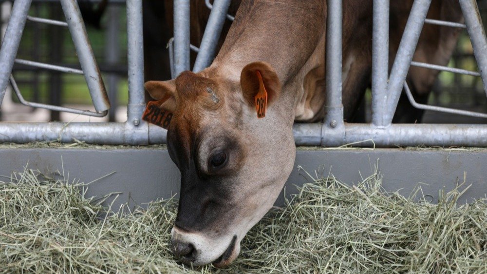 Власти Китая заявили, что ящур проник в страну со стороны России
